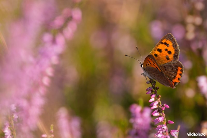 Kleine vuurvlinder op struikhei