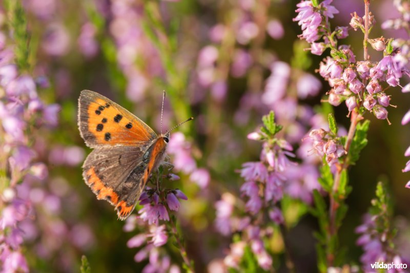 Kleine vuurvlinder op struikhei