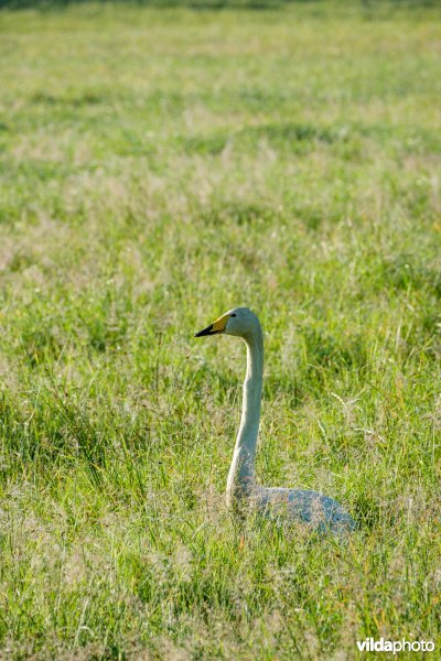 Wilde zwaan