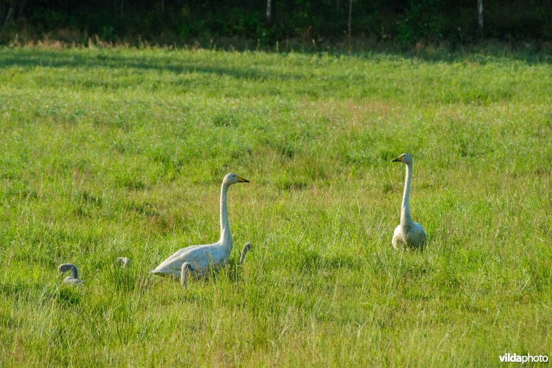 Wilde zwaan met jongen