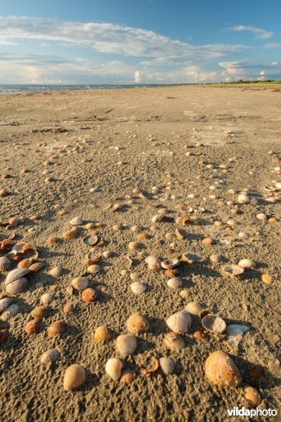 Strandlijn met schelpen