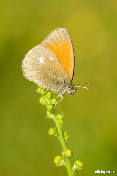 Roodstreephooibeestje uit de Alpen