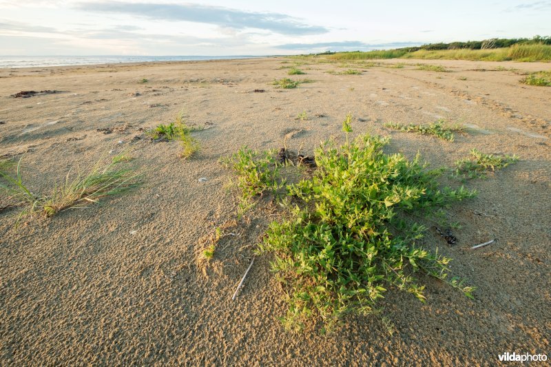 Natuurstreefbeeld 2110 – Embryonale duinen
