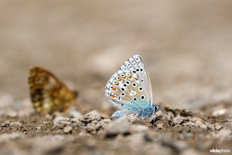 Drinkend Adonisblauwtje