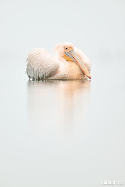 Roze pelikaan