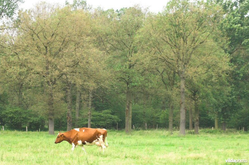 Kaalgevreten Zomereiken door processierupsen