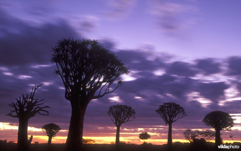 Kokerbomen in Namibië