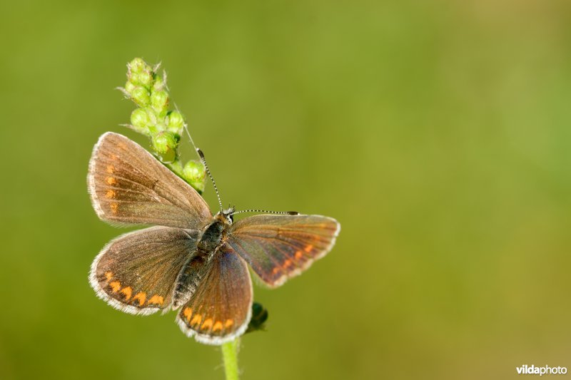 Vals bruin blauwtje