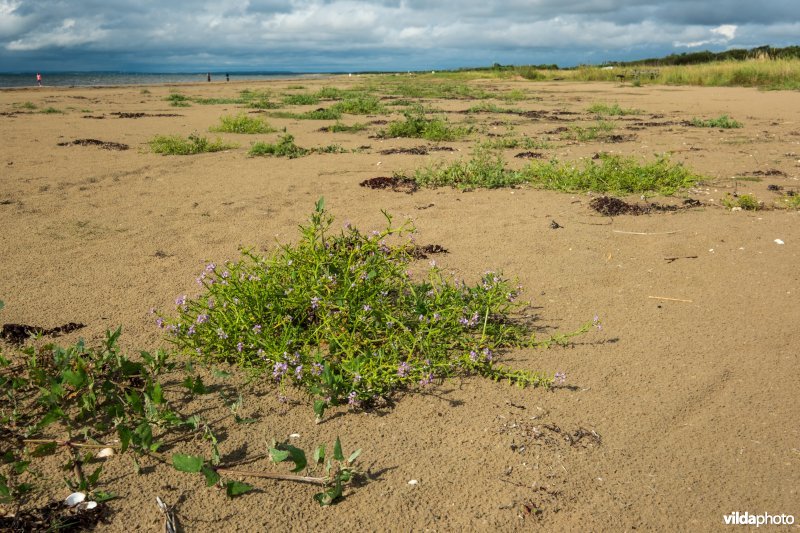 Natuurstreefbeeld 2110 – Embryonale duinen