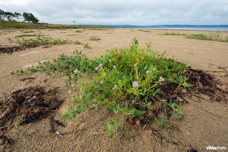 Natuurstreefbeeld 2110 – Embryonale duinen