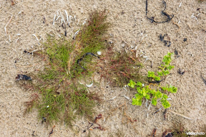 Zeepostelein en Sierlijke vetmuur