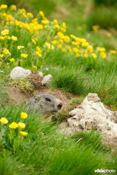 Alpenmarmot