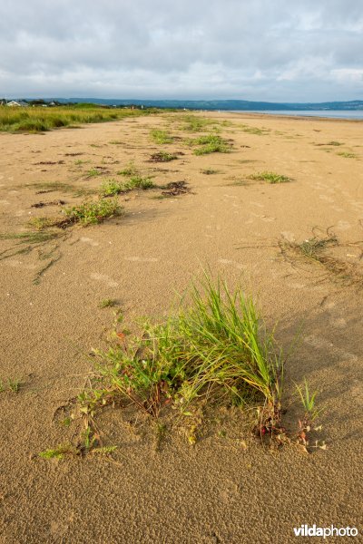 Natuurstreefbeeld 2110 – Embryonale duinen