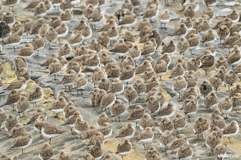 Bonte strandlopers op strandhoofd