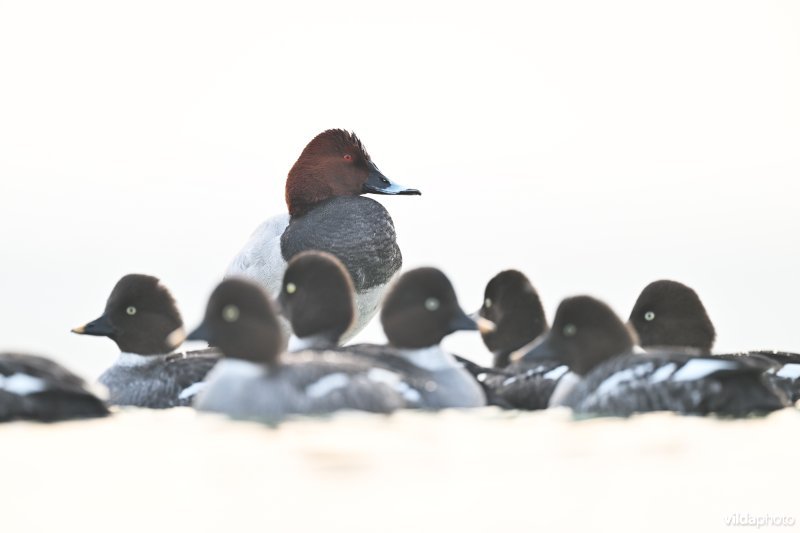 Tafeleend en Brilduikers