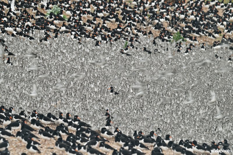 Kanoeten en Scholeksters