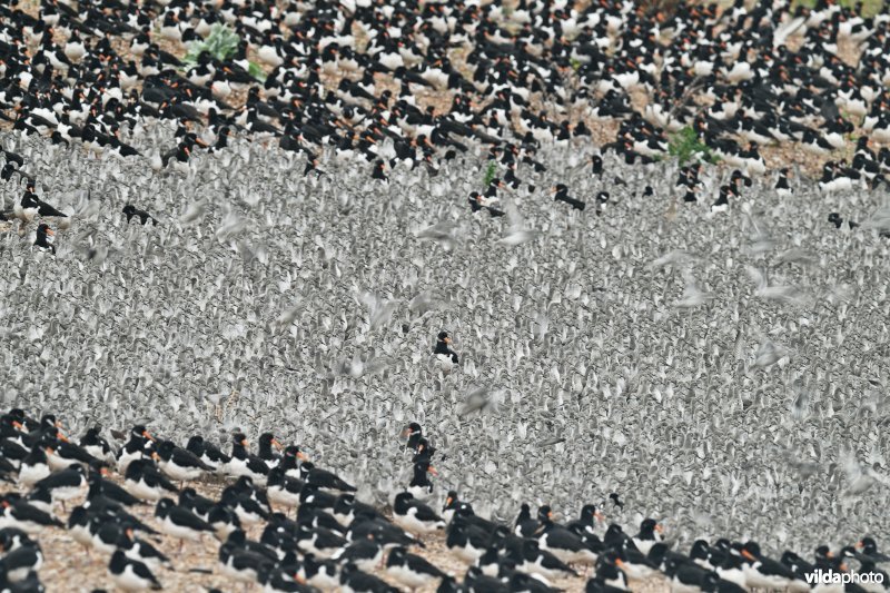 Kanoeten en Scholeksters