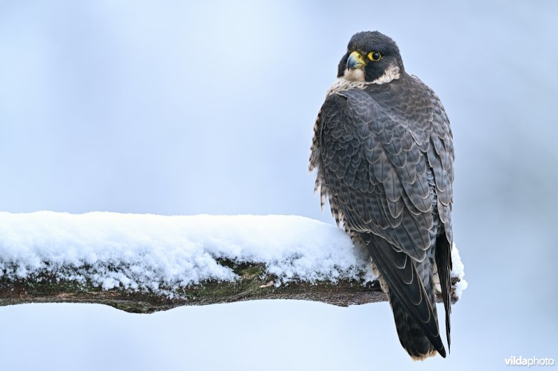 Slechtvalk