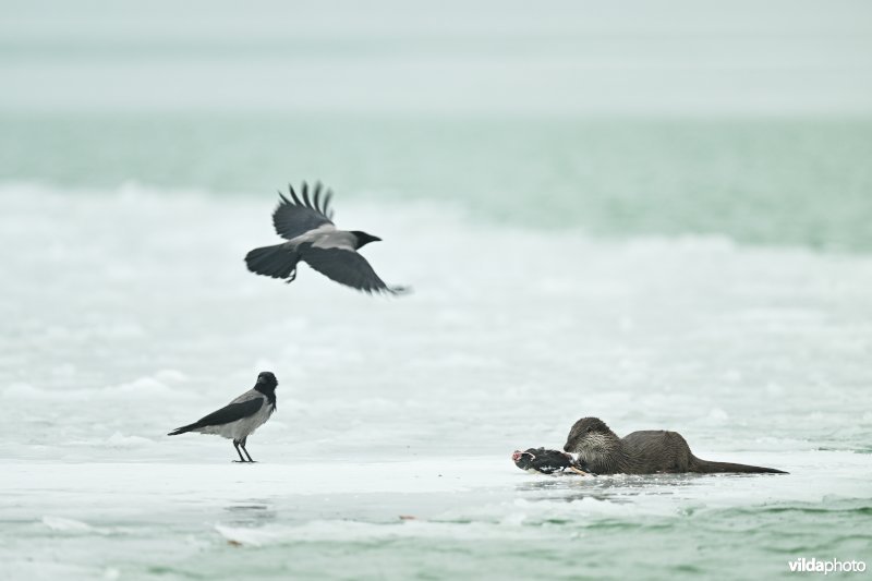 Europese otter en Bonte kraaien