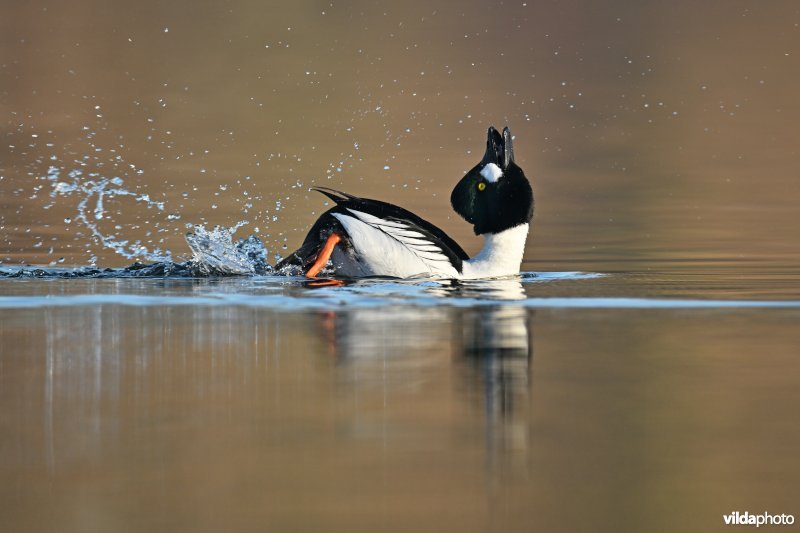 Baltsende Brilduiker