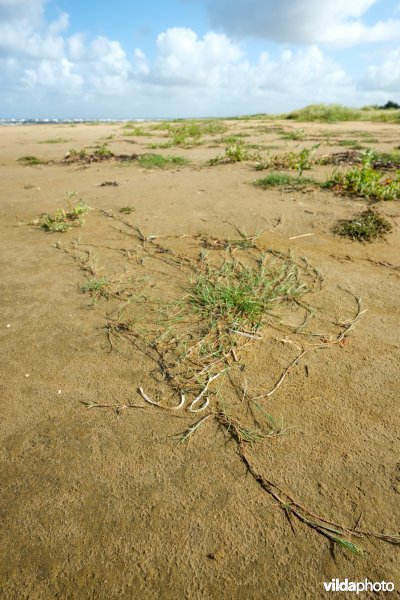 Zoetwaterminnende strandvegetatie