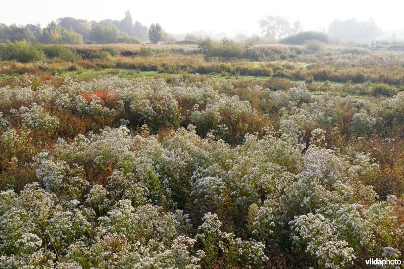 Zeeaster in het Klein Broek
