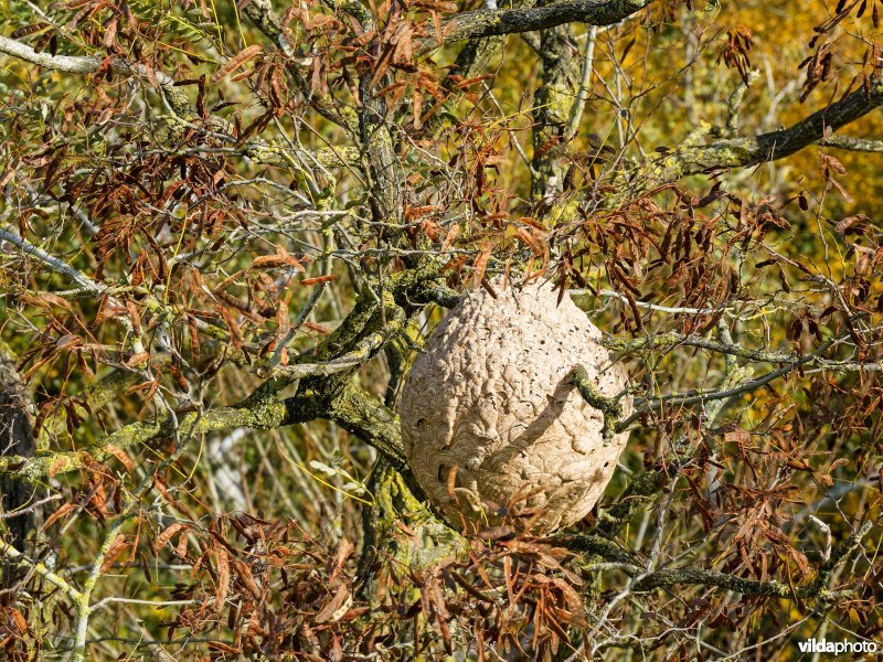 Reutelbos