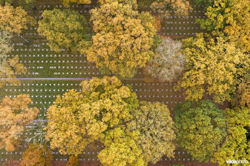 Praatbos: Duitse militaire begraafplaats