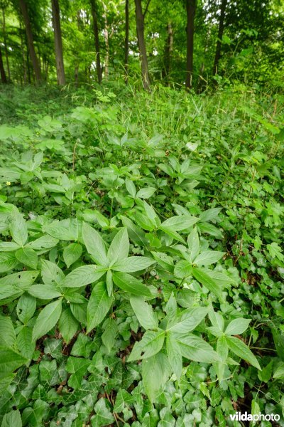Rijke ondergroei in een loofbos