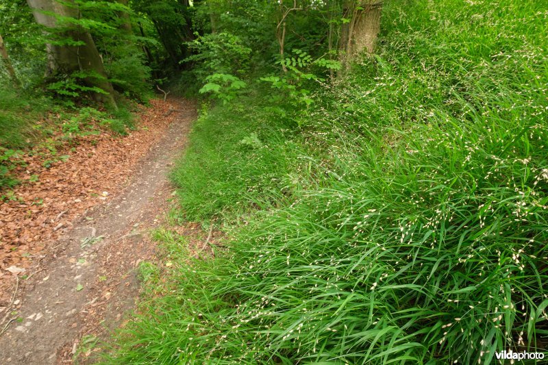 Bospad met parelgras