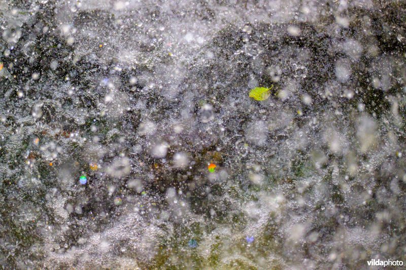 Zwarte els blad in waterval