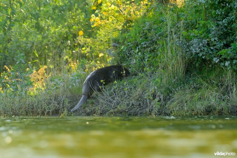 Bever in de Millingerwaard