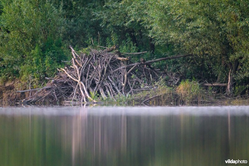 Beverburcht in de Millingerwaard