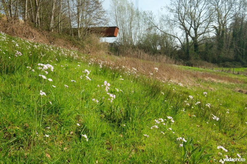 Nat grasland aan het kijkplatform in de Wolfsputten