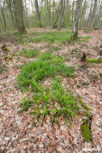 Zuurminnend beukenbos