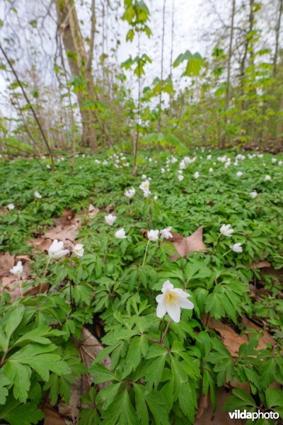 Bosanemonen in het Woluwepark