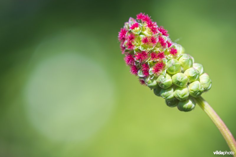 Bloem van kleine pimpernel