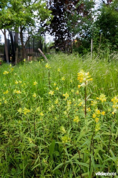 Bloemrijk grasland in een stadstuin