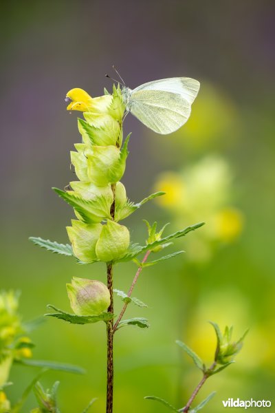 Scheefbloemwitje op grote ratelaar