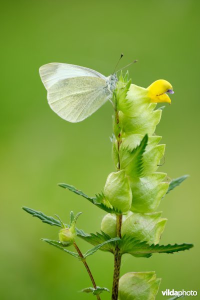 Scheefbloemwitje op grote ratelaar