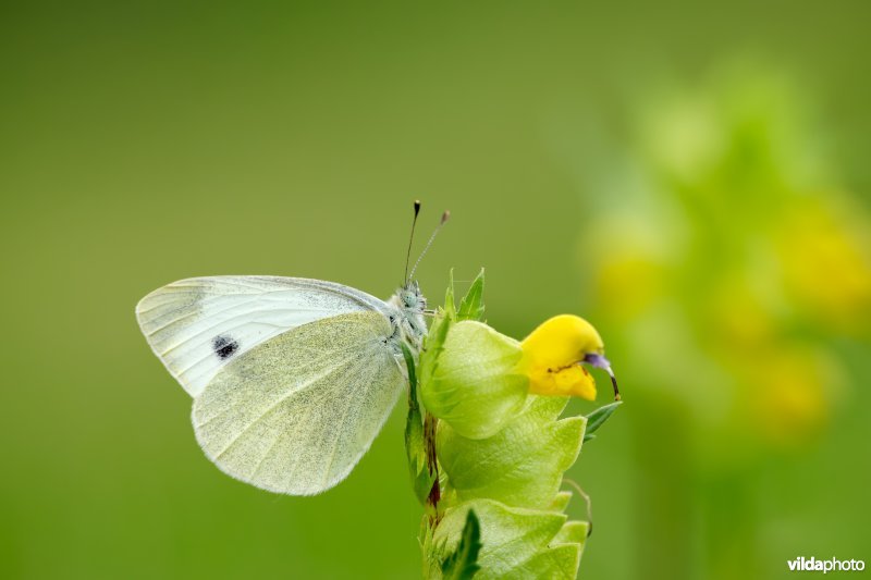 Scheefbloemwitje op grote ratelaar