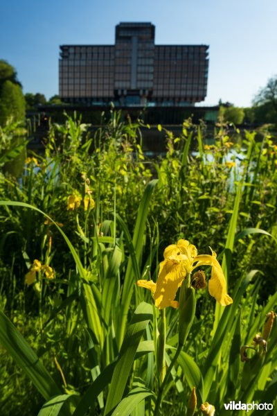 Gele lis aan de Royale Belge