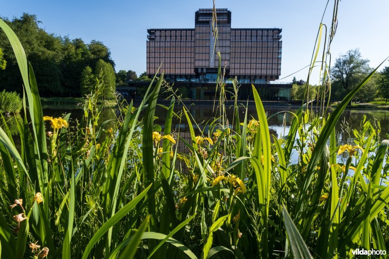Gele lis aan de Royale Belge