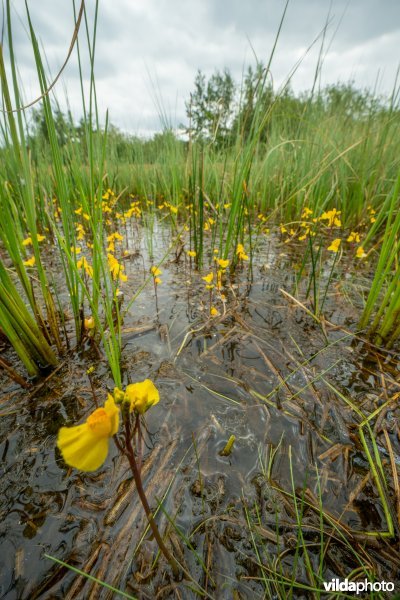 Loos blaasjeskruid in kwelrijk water