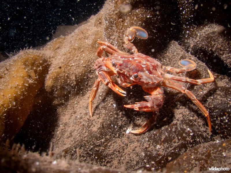 Blauwpootzwemkrab