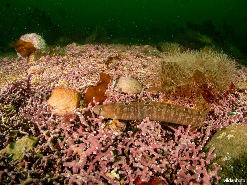 Phymatolithon calcareum
