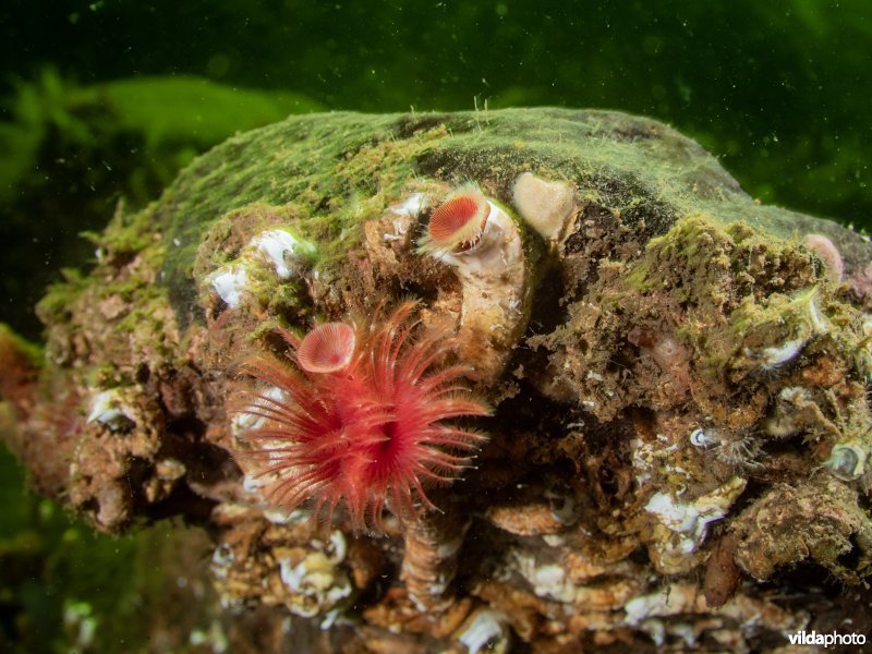 Kleine kalkkokerworm