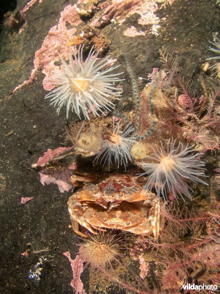 Blauwpootzwemkrab