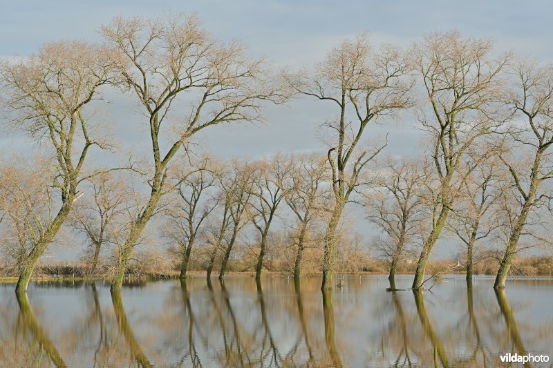 Vijfhuizenbroek
