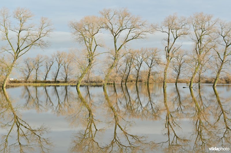 Vijfhuizenbroek